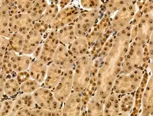 Anti-MAP4K3 antibody used in IHC (Paraffin sections) (IHC-P). GTX03745