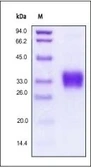 Human EPO protein (active). GTX03793-pro