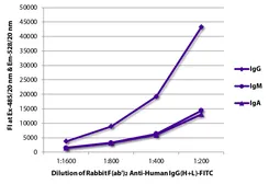 Rabbit Anti-Human IgG antibody, F(ab')2 fragment, pre-adsorbed (FITC). GTX04154-06