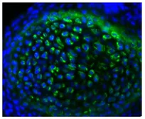 Rabbit Anti-Goat IgG antibody, pre-adsorbed (FITC). GTX04169-06