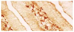 Mouse Anti-Chicken IgA antibody [A-1]. GTX04174
