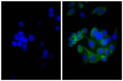 Goat Anti-Mouse kappa light chain antibody, pre-adsorbed (Biotin). GTX04201-02