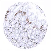 Anti-CD163 antibody [MSVA-163M] HistoMAX&trade; used in IHC (Paraffin sections) (IHC-P). GTX04381
