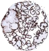 Anti-Placental Alkaline Phosphatase antibody [MSVA-350R] HistoMAX&trade; used in IHC (Paraffin sections) (IHC-P). GTX04413