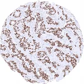 Anti-INSM1 antibody [MSVA-456R] HistoMAX&trade; used in IHC (Paraffin sections) (IHC-P). GTX04423