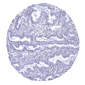 Anti-Nucleolin antibody [MSVA-623R] HistoMAX&trade; used in IHC (Paraffin sections) (IHC-P). GTX04456