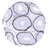 Anti-Elastin antibody [MSVA-648R] HistoMAX&trade; used in IHC (Paraffin sections) (IHC-P). GTX04466