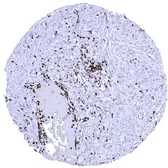 Anti-Myeloperoxidase antibody [MSVA-692M] HistoMAX&trade; used in IHC (Paraffin sections) (IHC-P). GTX04470