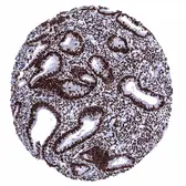 Anti-Estrogen Receptor alpha antibody [MSVA-564R] HistoMAX&trade; used in IHC (Paraffin sections) (IHC-P). GTX04474