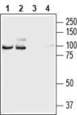 Anti-NCAM2 antibody used in Western Blot (WB). GTX04542