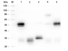 Goat anti-Rabbit IgG antibody, pre-adsorbed (Cy5). GTX04553-24