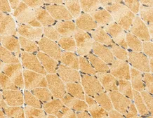 Anti-TIP47 antibody used in IHC (Paraffin sections) (IHC-P). GTX04559