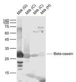 Anti-beta Casein antibody used in Western Blot (WB). GTX04606