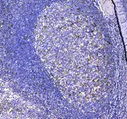 Anti-CD11c antibody used in IHC (Paraffin sections) (IHC-P). GTX04686