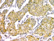 Anti-GM130 antibody [6D4] used in IHC (Paraffin sections) (IHC-P). GTX04699
