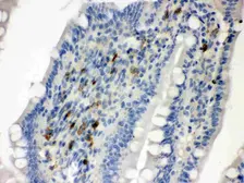 Anti-Syndecan 4 antibody used in IHC (Paraffin sections) (IHC-P). GTX04782