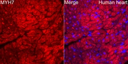 Anti-MYH7 antibody used in IHC (Paraffin sections) (IHC-P). GTX04788