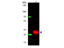 Rabbit Anti-Human IgG (Fc) antibody. GTX04808