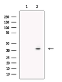 Anti-Mafa antibody used in Western Blot (WB). GTX04828