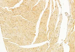 Anti-GnRH1 antibody used in IHC (Paraffin sections) (IHC-P). GTX04860