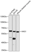 Anti-HAS1 antibody used in Western Blot (WB). GTX04887