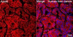 Anti-Apolipoprotein M antibody [ARC1210] used in IHC (Paraffin sections) (IHC-P). GTX04920