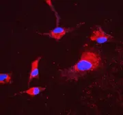 Anti-ATP5H antibody [6B12] used in Immunocytochemistry/ Immunofluorescence (ICC/IF). GTX04924