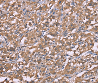 Anti-Histamine H3 Receptor antibody used in IHC (Paraffin sections) (IHC-P). GTX04933