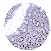 Anti-MCM2 antibody [MSVA-502R] HistoMAX&trade; used in IHC (Paraffin sections) (IHC-P). GTX04968