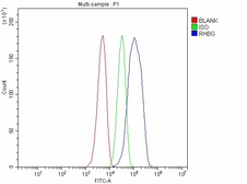 Anti-RHBG antibody used in Flow cytometry (FCM). GTX04977