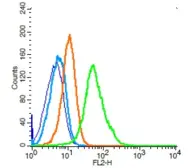 Anti-CD19 antibody used in Flow cytometry (FCM). GTX04994