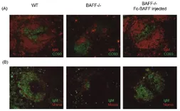Human BAFF protein, human IgG1 Fc tag (active). GTX05099-pro