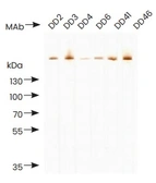 Human D-dimer protein. GTX05172-pro