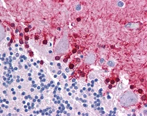 Anti-KLF2 antibody used in IHC (Paraffin sections) (IHC-P). GTX05228