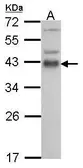 Anti-ATF1 antibody used in Western Blot (WB). GTX100062