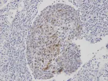 Anti-CLCA1 antibody [C1C2], Internal used in IHC (Paraffin sections) (IHC-P). GTX100217