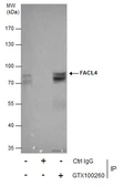 Anti-FACL4 antibody [C3], C-term used in Immunoprecipitation (IP). GTX100260