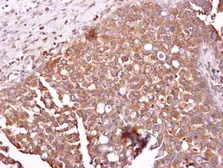 Anti-ABCG2 antibody used in IHC (Paraffin sections) (IHC-P). GTX100437