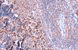 Anti-TLR9 antibody [N2], N-term used in IHC (Paraffin sections) (IHC-P). GTX100726