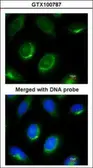 Anti-Laminin beta 1 antibody used in Immunocytochemistry/ Immunofluorescence (ICC/IF). GTX100787