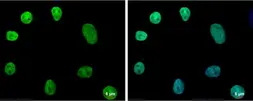 Anti-Nanog antibody [N3C3] used in Immunocytochemistry/ Immunofluorescence (ICC/IF). GTX100863