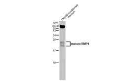 Anti-BMP4 antibody used in Western Blot (WB). GTX100875