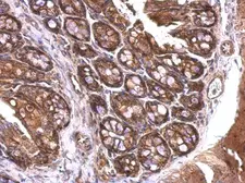 Anti-14-3-3 zeta antibody used in IHC (Paraffin sections) (IHC-P). GTX101075