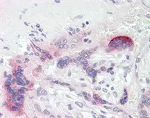 Anti-CRF antibody [N1C3] used in IHC (Paraffin sections) (IHC-P). GTX101251