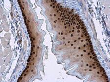 Anti-SOX2 antibody [N1C3] used in IHC (Paraffin sections) (IHC-P). GTX101507