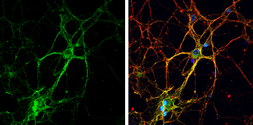 Anti-GAP43 antibody used in Immunocytochemistry/ Immunofluorescence (ICC/IF). GTX101535