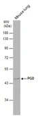 Anti-PGD antibody used in Western Blot (WB). GTX101704