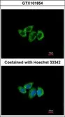 Anti-RPL3 antibody [N1N3] used in Immunocytochemistry/ Immunofluorescence (ICC/IF). GTX101854