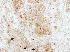 Anti-RAP1B antibody used in IHC (Paraffin sections) (IHC-P). GTX101950