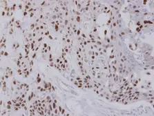 Anti-NULP1 antibody [C1C3] used in IHC (Paraffin sections) (IHC-P). GTX102102